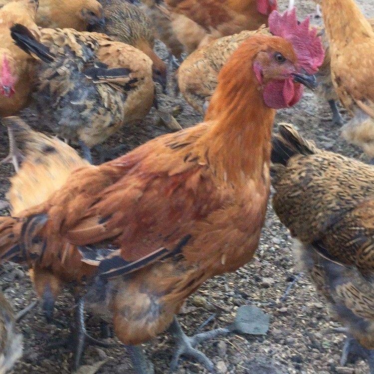 麻鸡苗  麻乌鸡苗 快大型麻乌鸡苗 麻羽乌鸡苗批发 麻羽乌骨