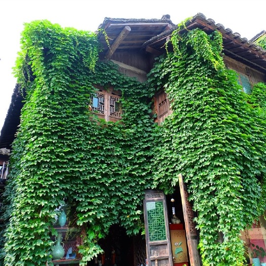 爬山虎种子  四季常青爬墙虎种子室内爬藤植物种子庭院攀援花卉种子爬山虎种籽