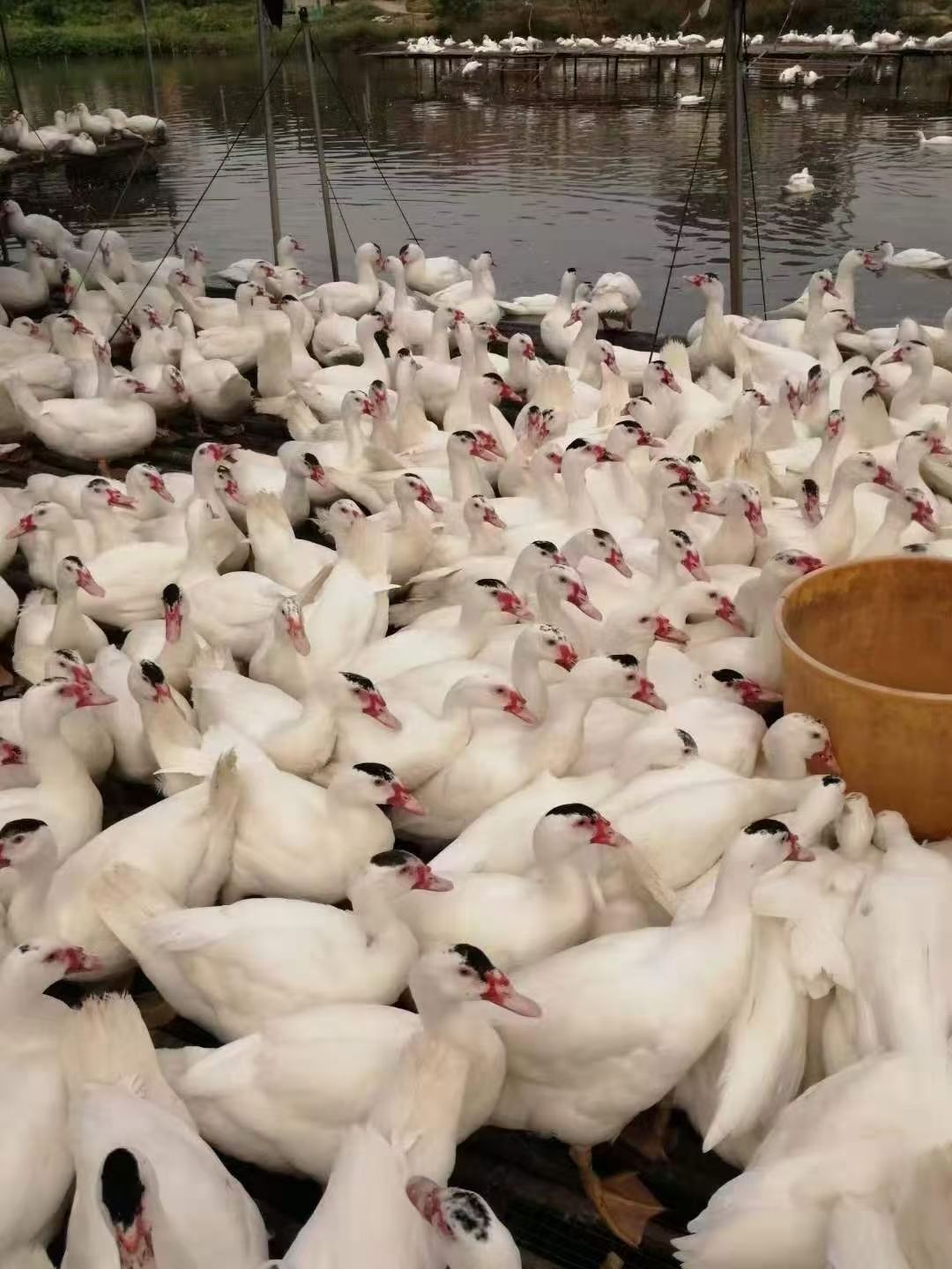  白番鸭公