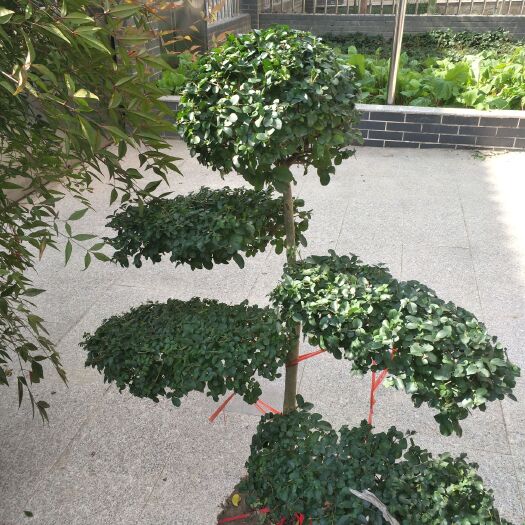小叶女贞造型树  小叶女贞――造型女贞，产地直销，量大价优欢迎采购