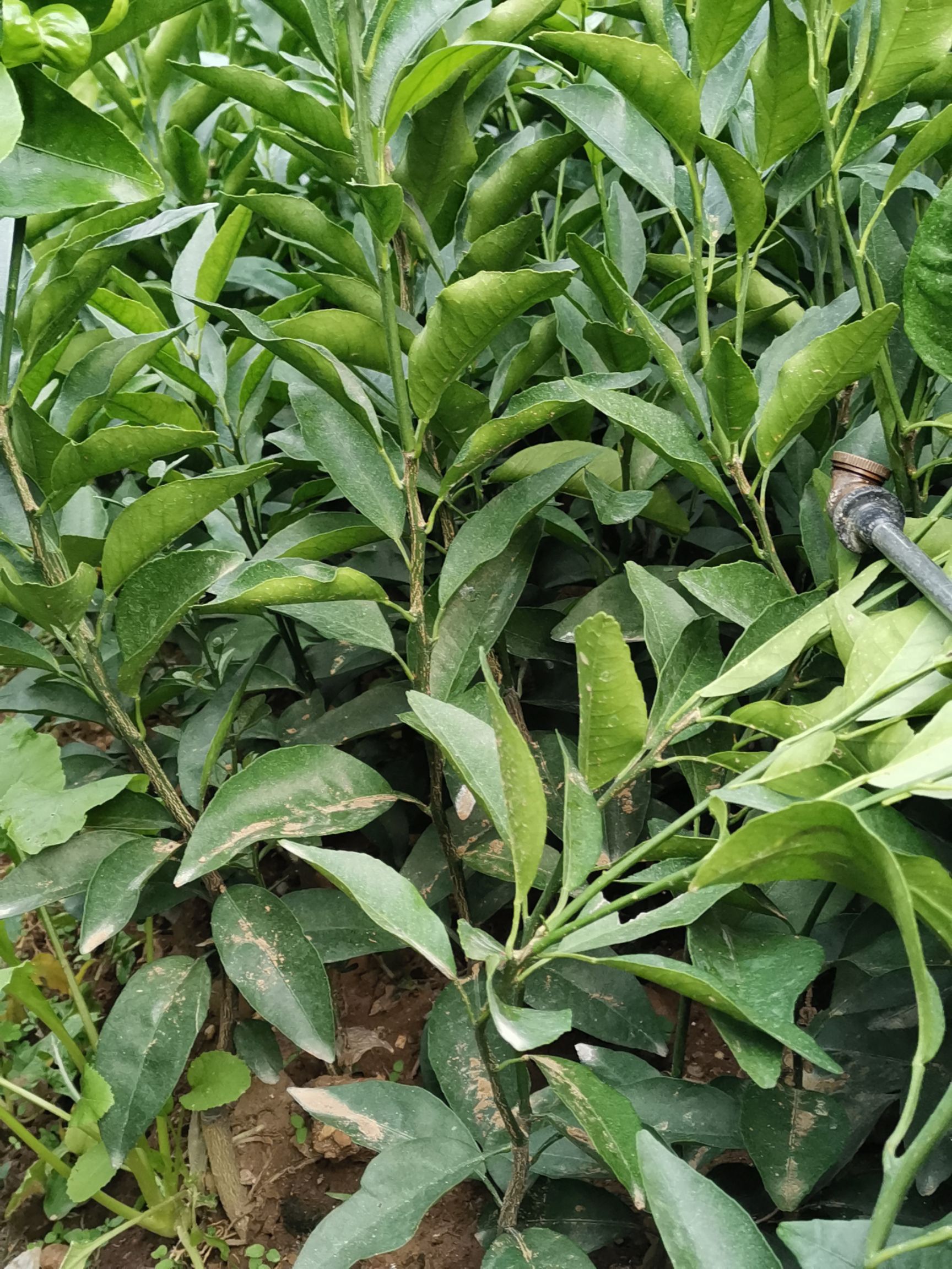 091无核沃柑苗 