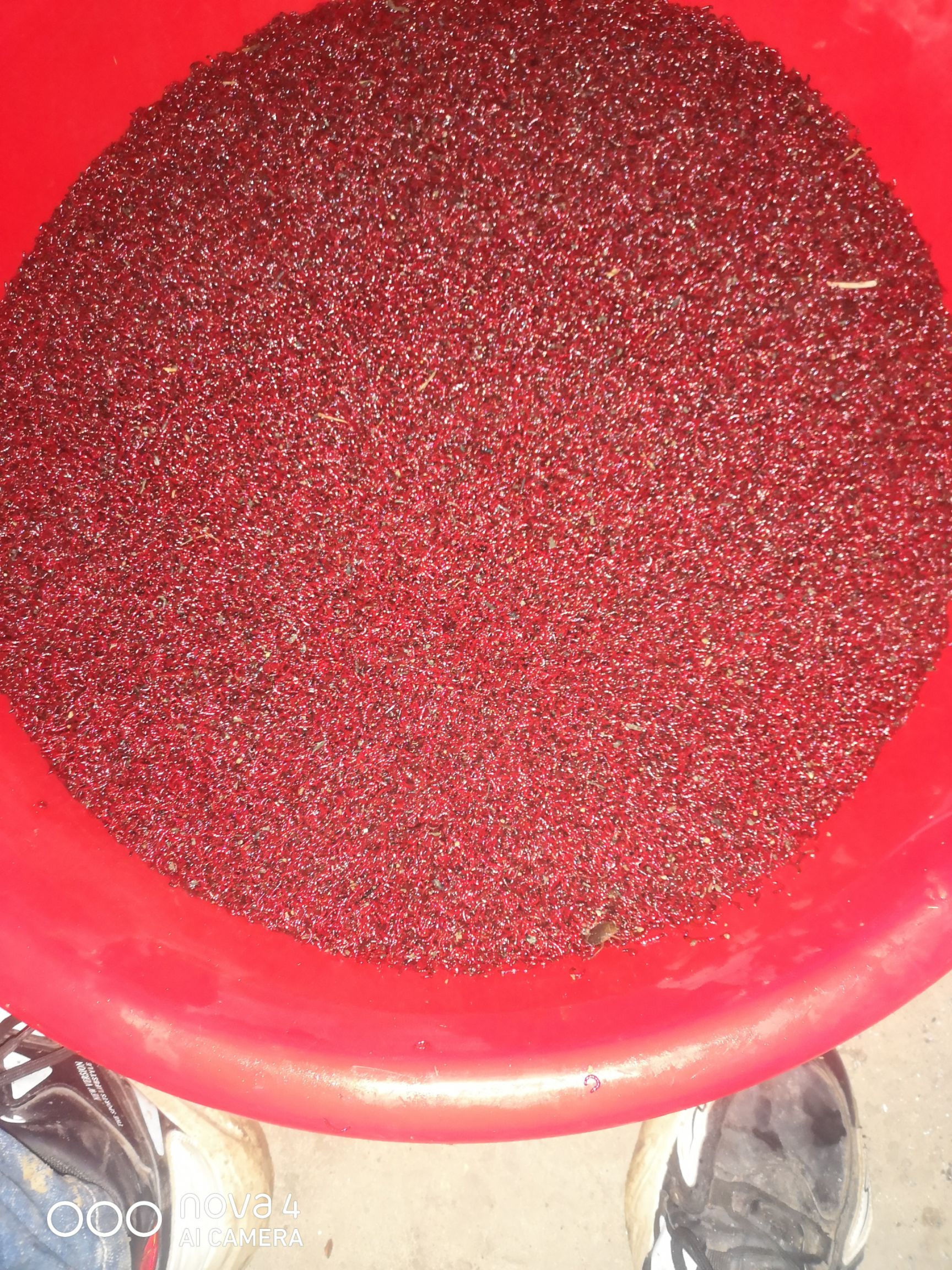 红虫  长期有货