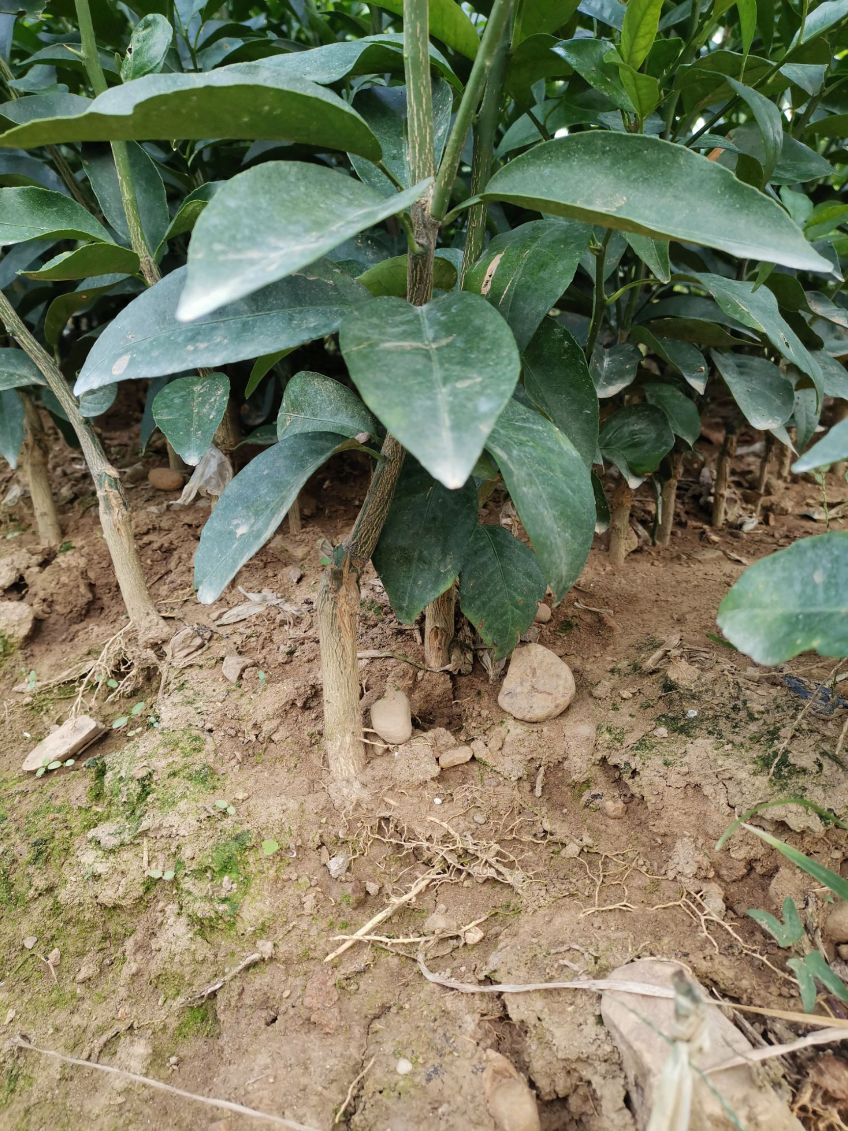 091无核沃柑苗 