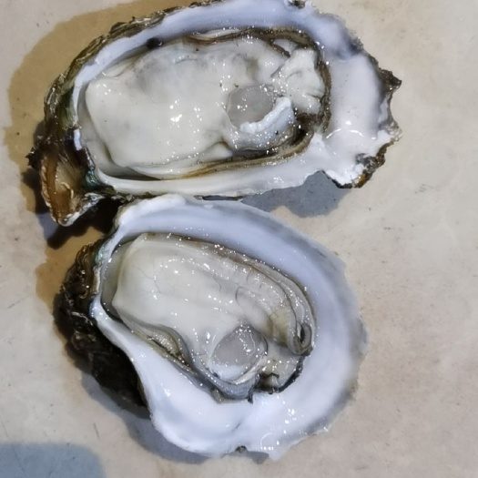 台山市山东乳山牡蛎 海水 1-2两/只 2-3两/只 3-4两/只 冷冻水产 