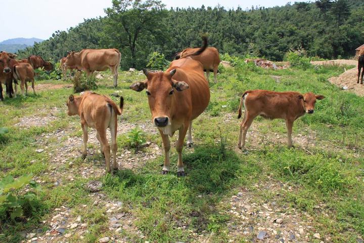  土黄牛，农村农户自己家养的，平时耕种