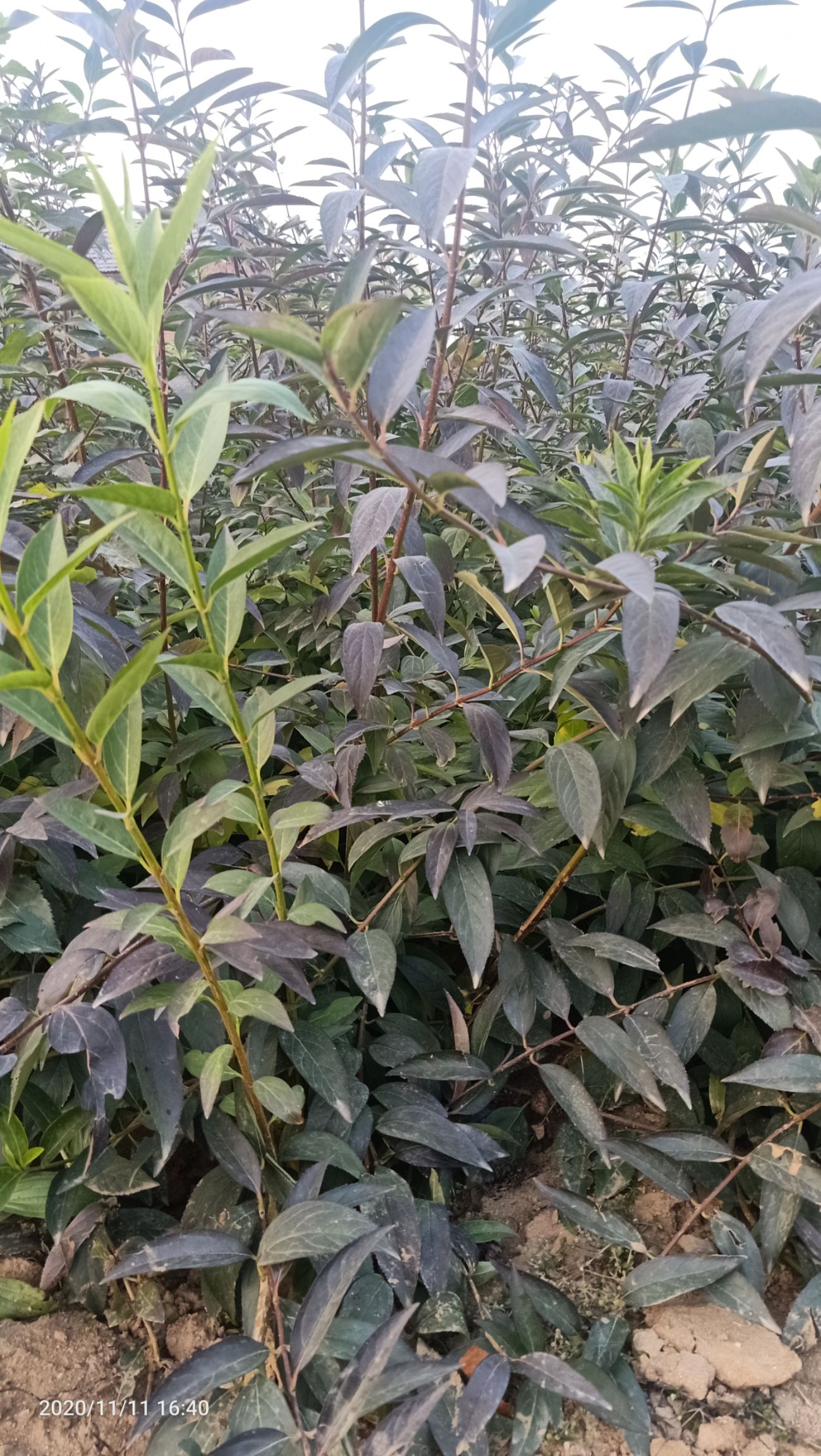 连翘苗 
