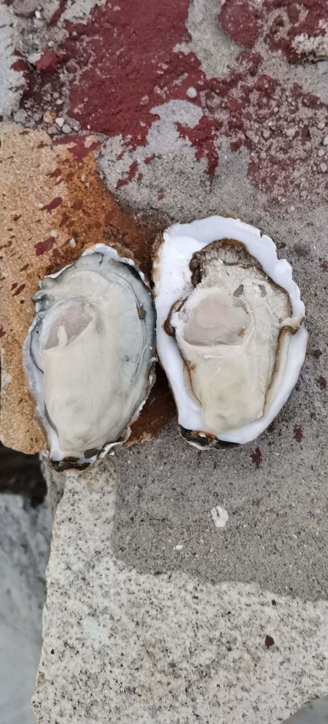 三倍体生蚝  精品乳山蚝