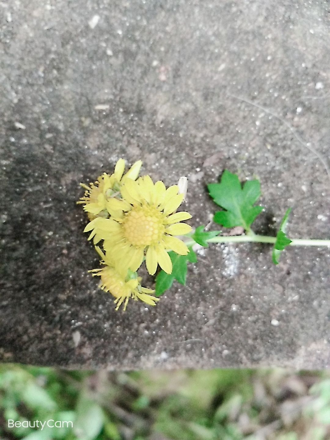 干野菊花 野菊花，绿色，人工采摘
