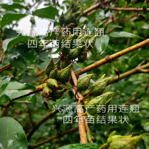 陇县高产药用四年连翘苗 产地现挖现发包技术包回收