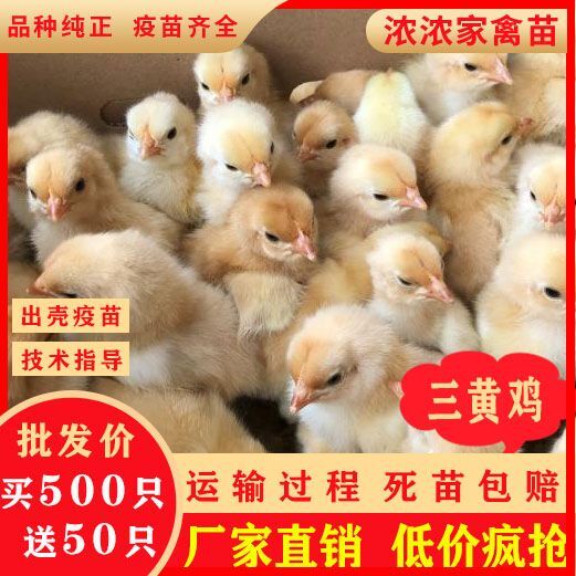 南宁三黄鸡苗 统货 