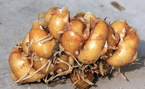 阳春市沙姜