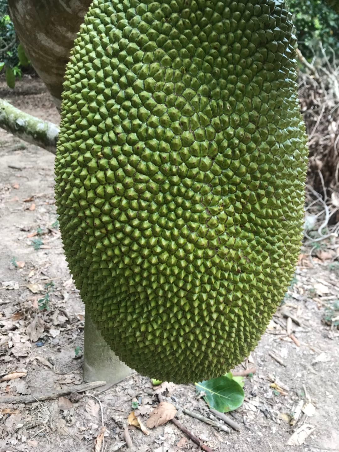 菠萝蜜三亚大果马来一号30斤以上饱满精选大果