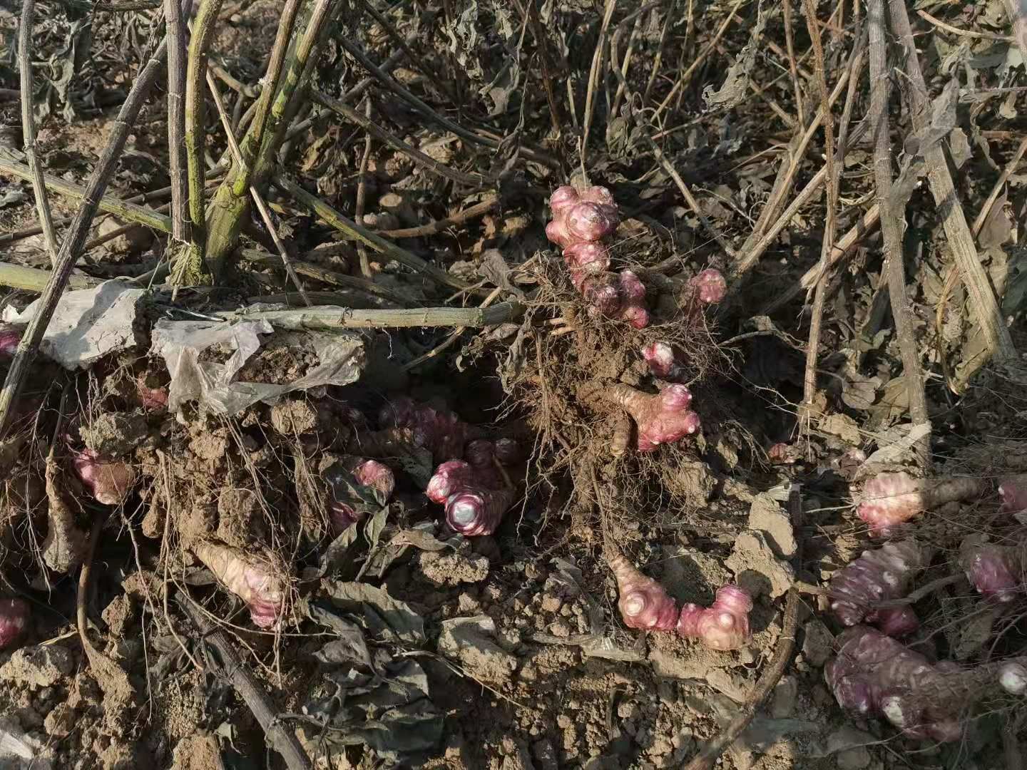 红菊芋  红洋姜清脆不辣，果大，品质好。