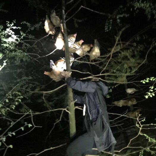 宣城皖南宣高山散养土鸡