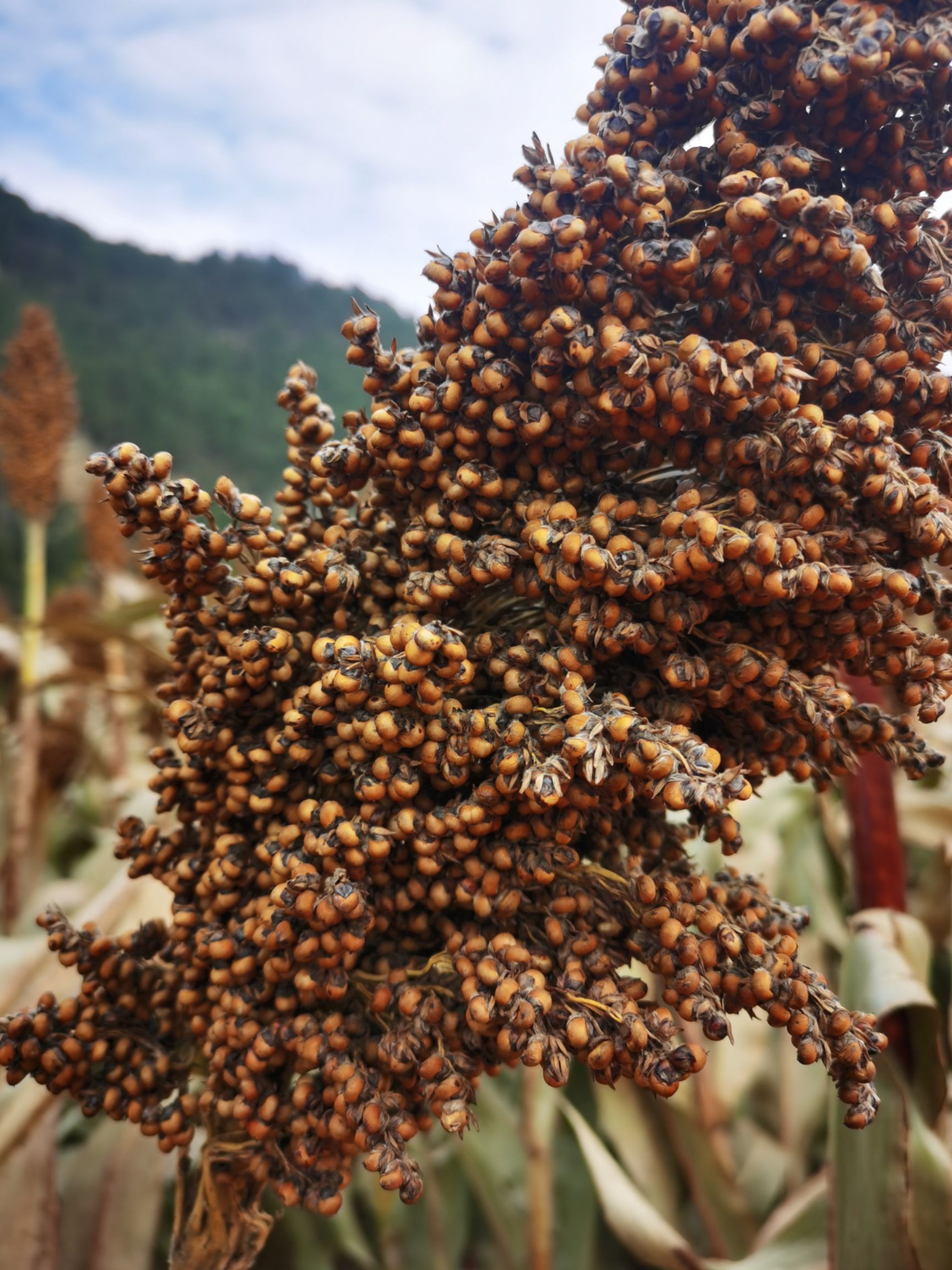 晋杂12号高粱 ：大量出售高梁，水份15.容重740