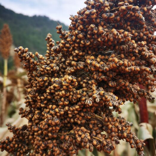 甘泉县晋杂12号高粱 ：大量出售高梁，水份15.容重740