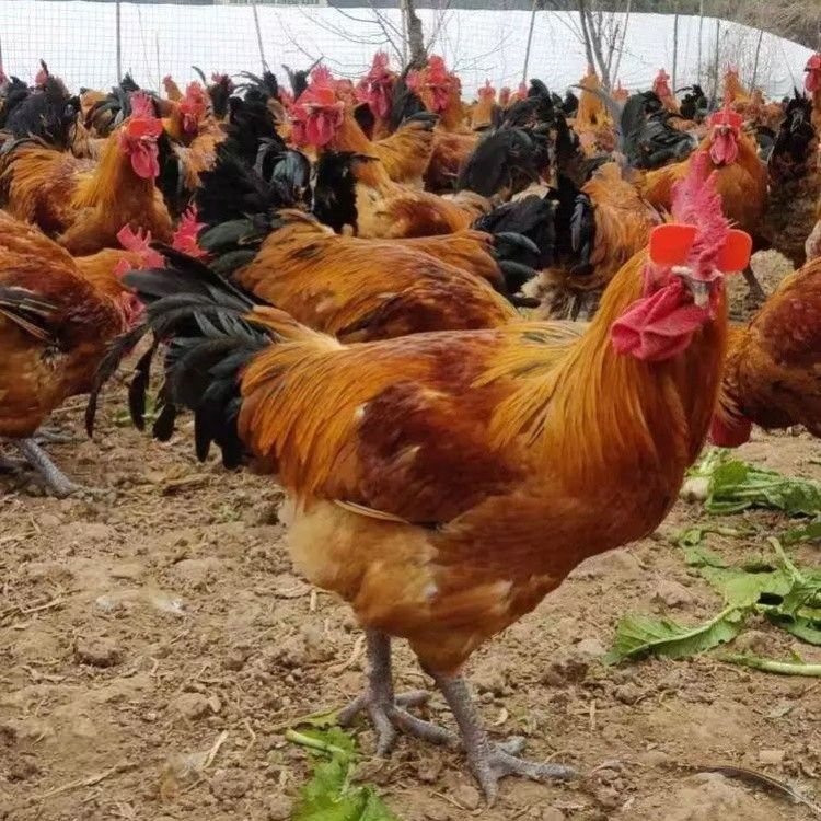 温氏A2青脚麻鸡苗批发 青脚麻肉鸡苗 铁脚麻鸡苗供应