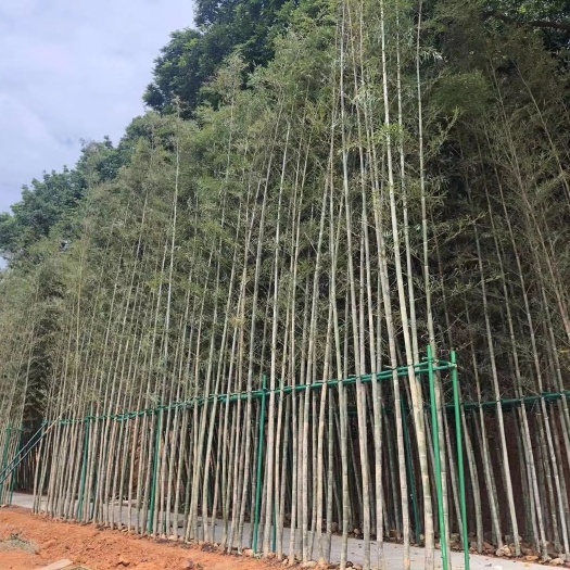刚竹 毛竹楠竹 黄金竹 早园竹 鸟竹 青皮竹基地直销带土发货