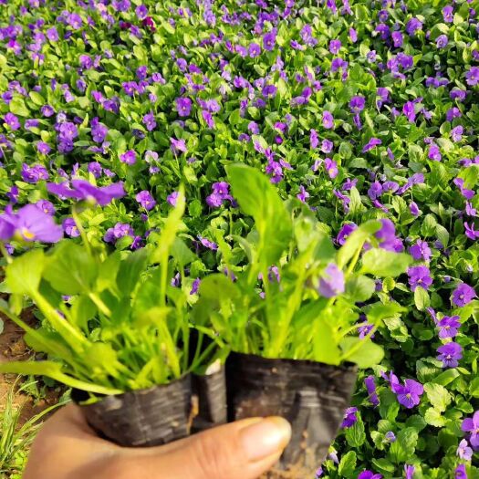 青州市 冬季冷型草花大量上市