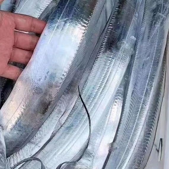 带鱼，带鱼段新鲜带鱼切段巧海鲜海产带鱼肉厚