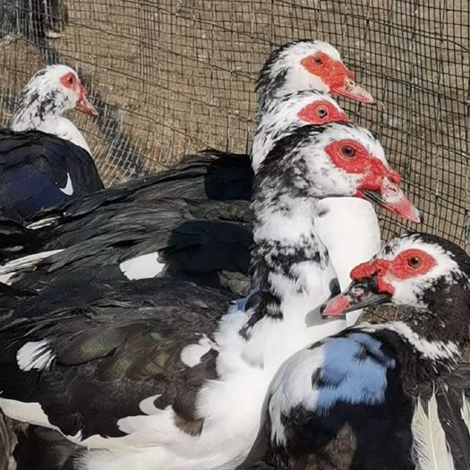 衡南县黑白番鸭苗 洋鸭苗 火鸭苗 红鼻子鸭 瘦肉鸭