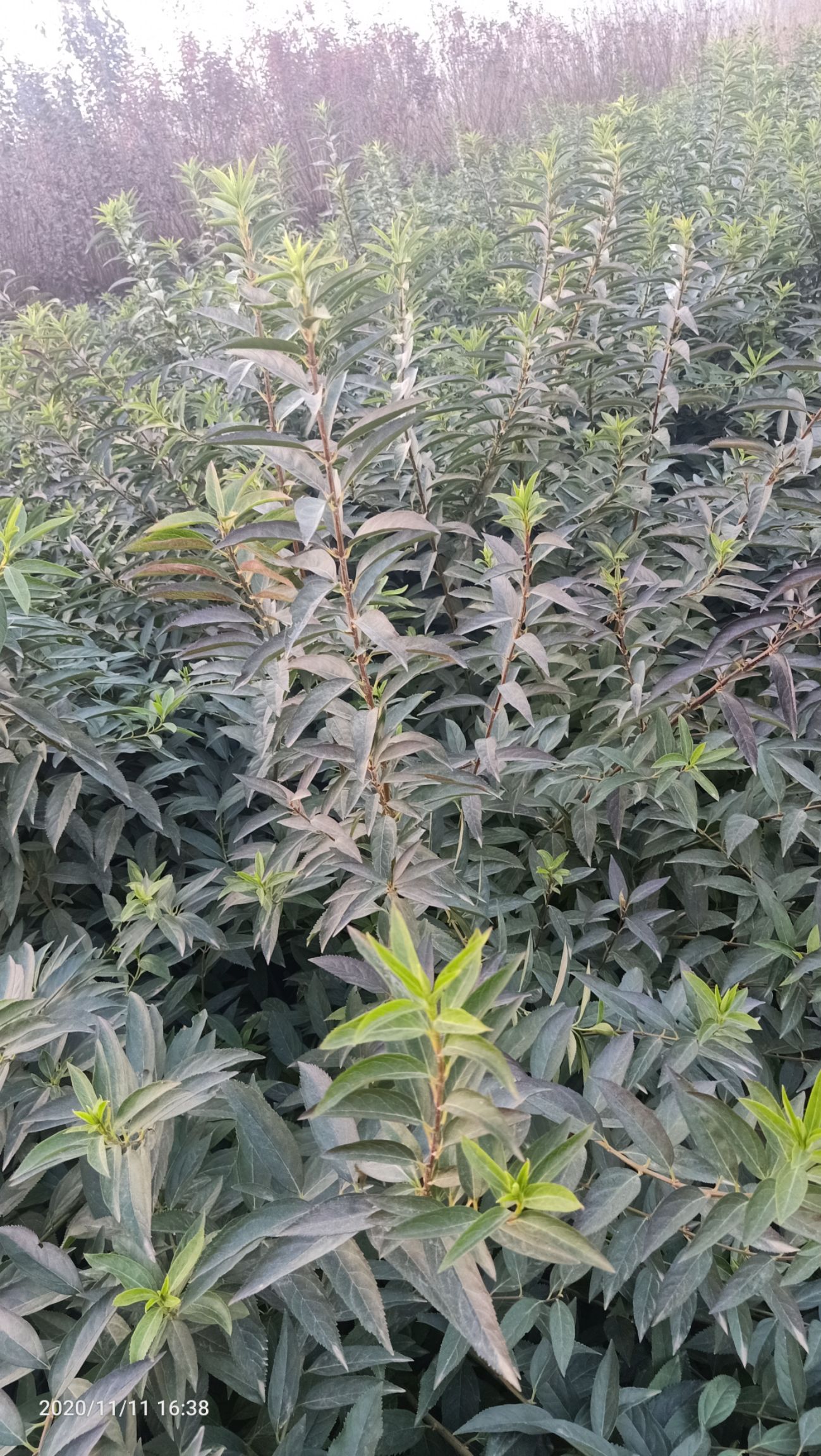 连翘苗 
