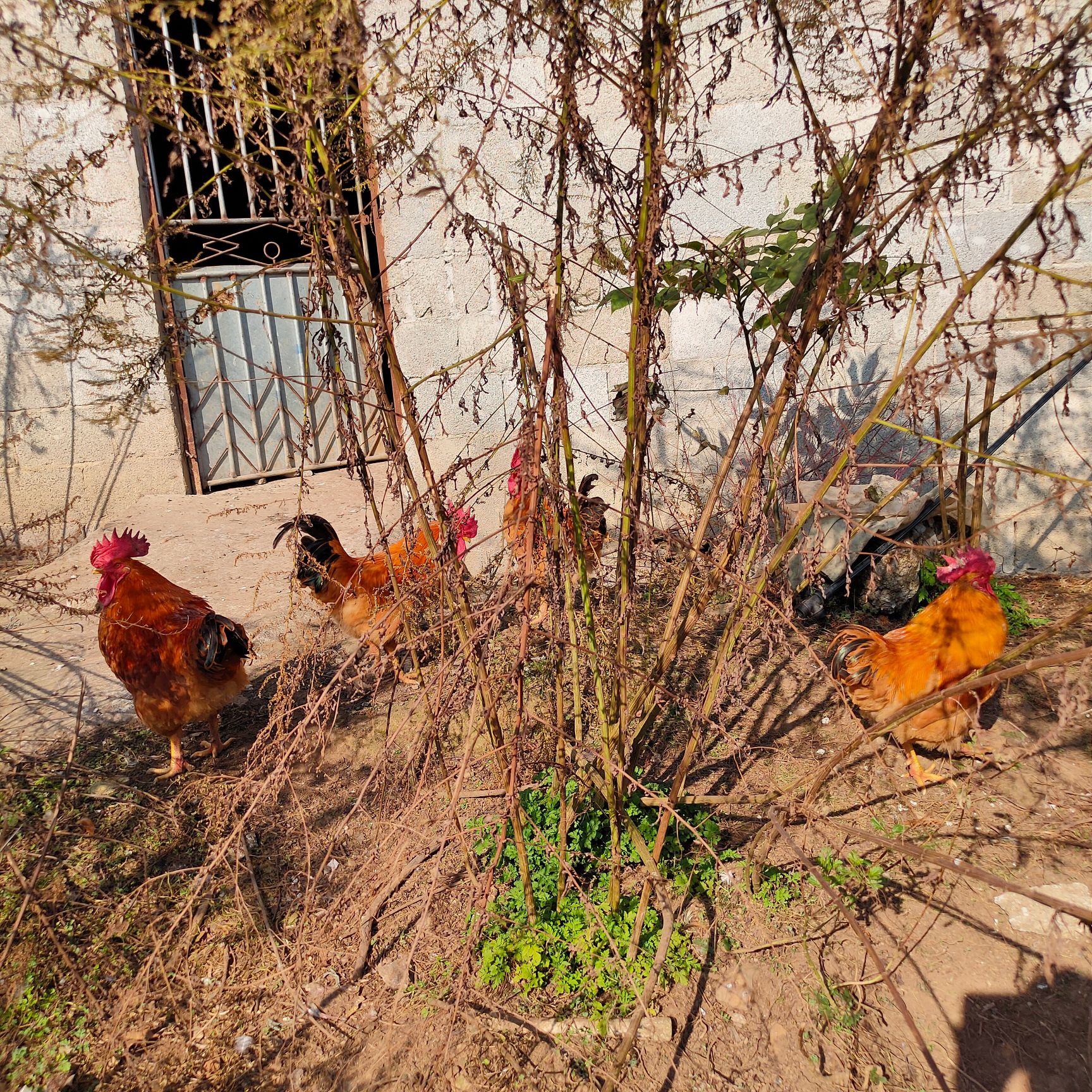 青脚麻鸡 放养鸡