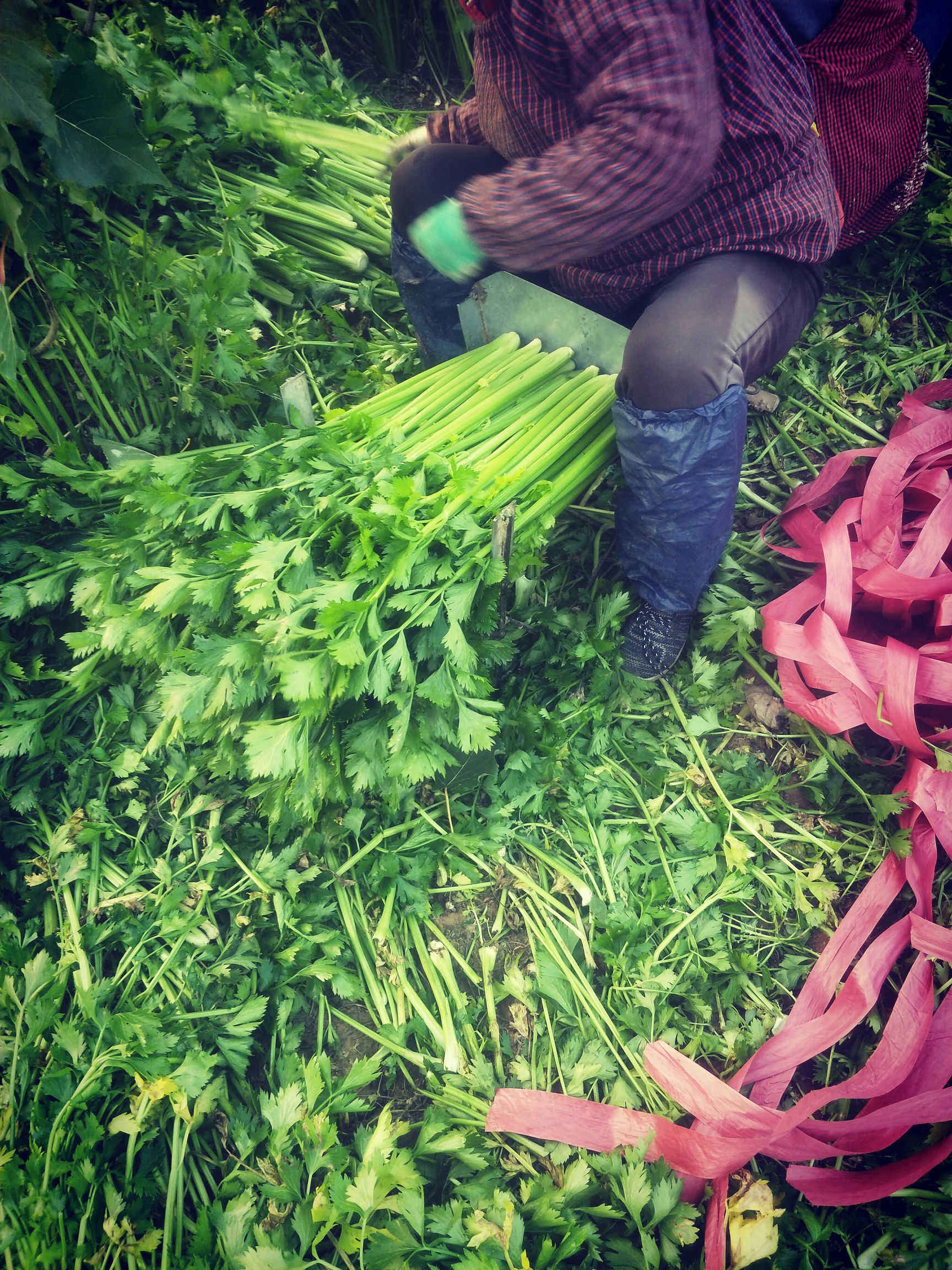 法国皇后芹菜种子  法国皇后芹菜苗