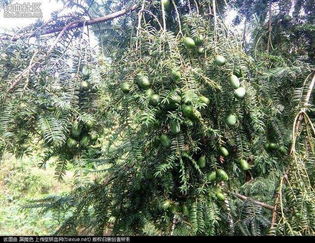 嵊州市 .农家高山香榧子净含量500g袋装特级果