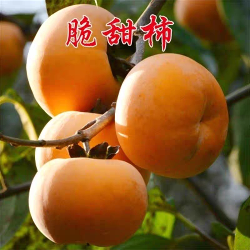 甜脆柿子苗 日本甜柿苗 自然脱涩 现摘先吃 现挖保湿发货 全