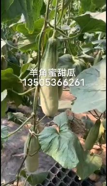 羊角蜜 羊角蜜甜瓜 山东羊角蜜 寿光羊角蜜甜瓜 货源充足