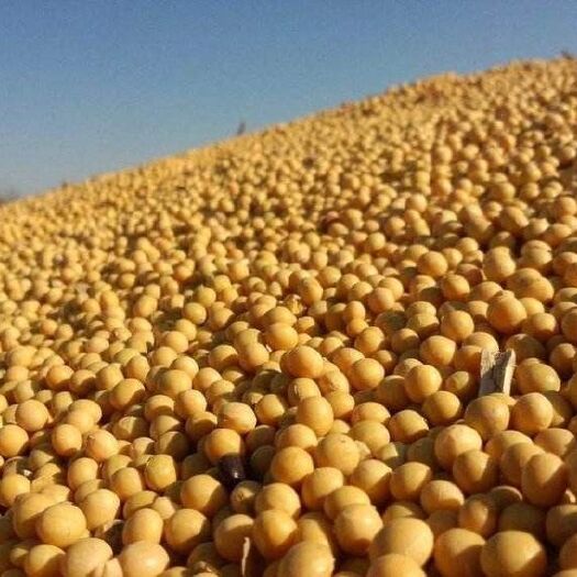 涡阳县皖豆37大豆  可以加工各种豆制品产品
