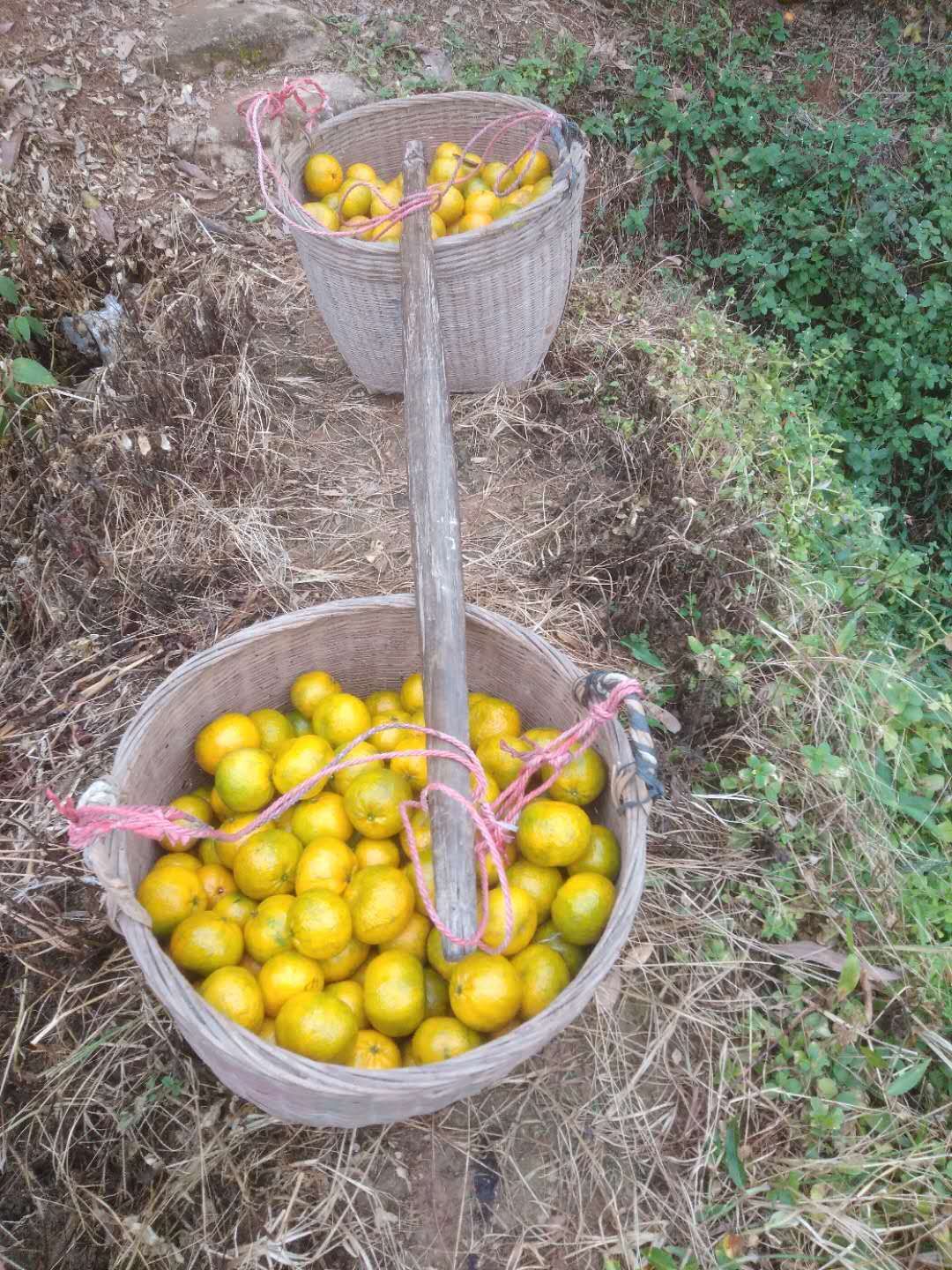 浦北县平睦陈皮产地，特级靓货大红，二红皮大量上市。欢迎来订购