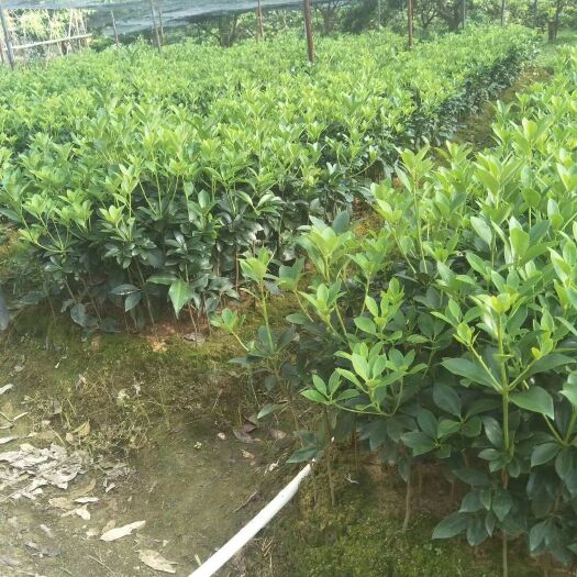 八角树苗 大红八角嫁接苗