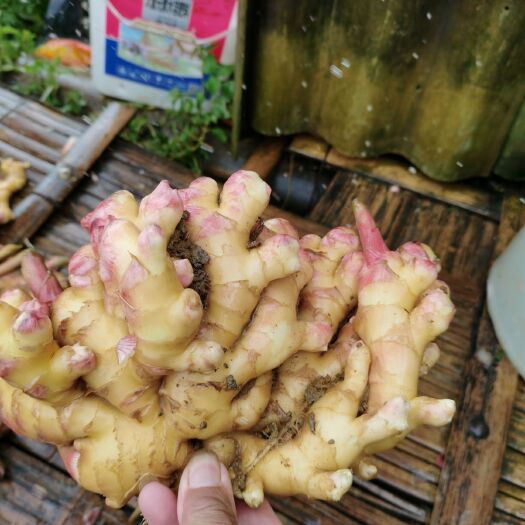 勐海县 西双版纳二黄姜