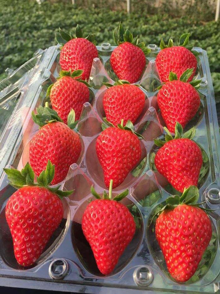 蒙特瑞草莓 宁王草莓,甜度高,量大,产地直销,价格实惠