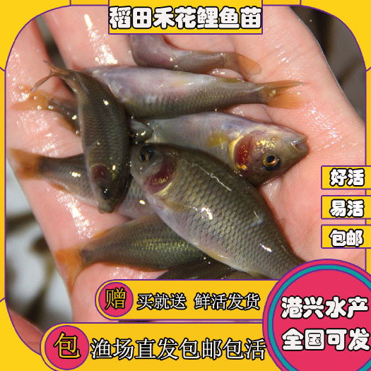 清远[优质品种]瘦身养殖禾花鲤鱼苗 鲜活鱼苗 抗病力强