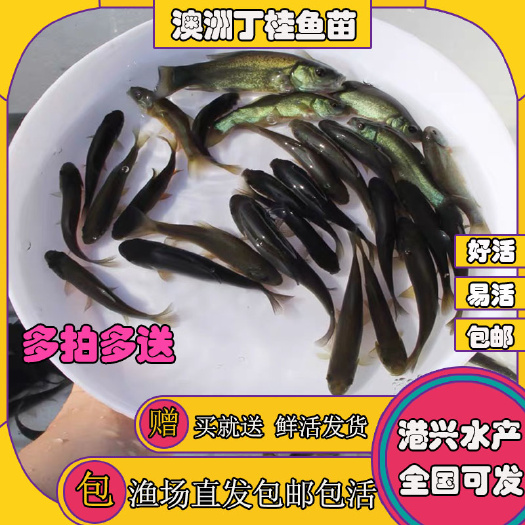清远[新品上市]丁桂鱼苗  全国可发  成活率高 抗病力强