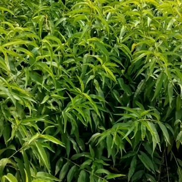 平邑县沂蒙霜红桃树苗嫁接2_5年苗包品种
