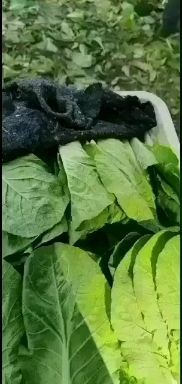 曹县北方小油菜  精品油菜，精品小棵快菜，产地直供货源充足，