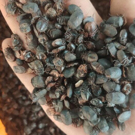 九香虫 货 产地河南 量大优惠 不满意可以退换货