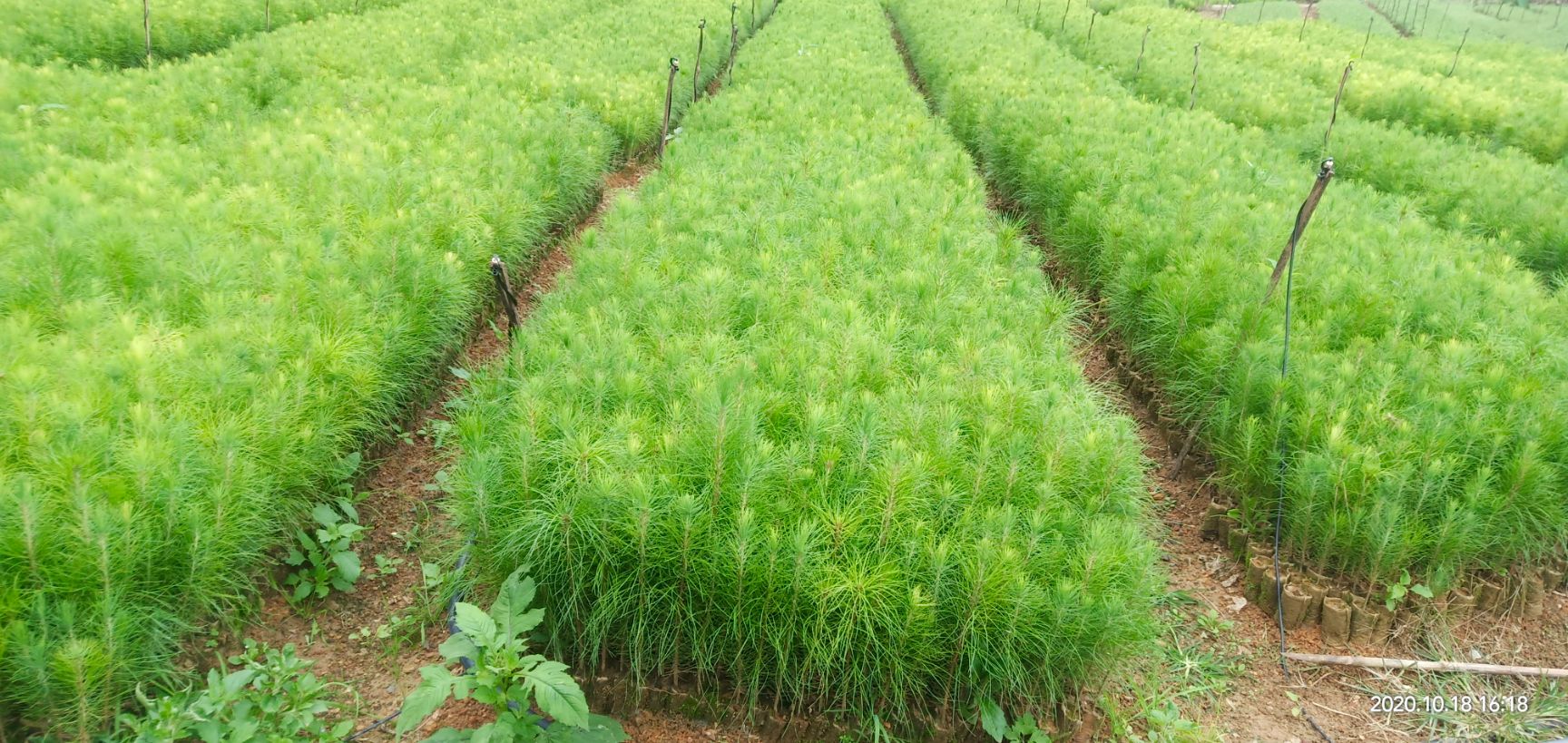 湿地松树苗 云南湿地松,一年生,精杯苗,大袋苗