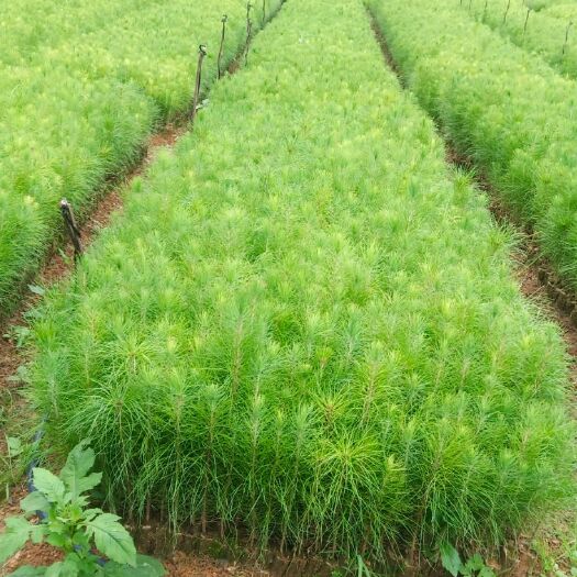 丘北县湿地松树苗  云南湿地松，一年生，精杯苗，大袋苗，