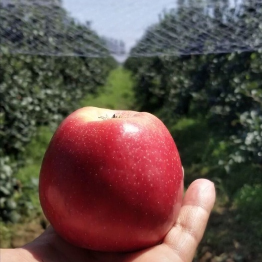 泰安鲁丽苹果苗 