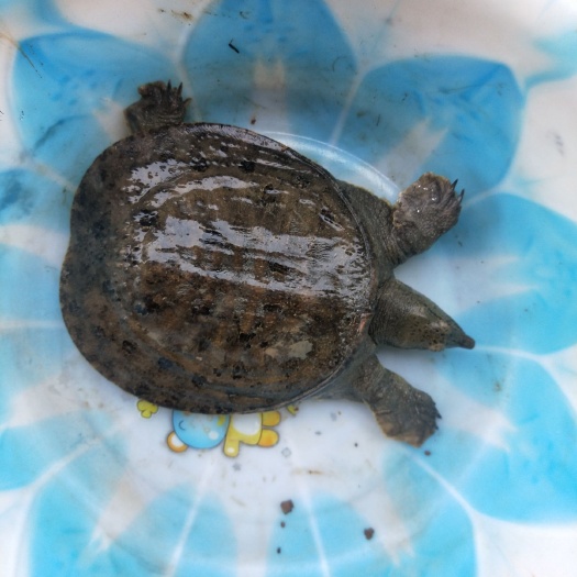 霍邱县生态甲鱼 高黑花甲鱼