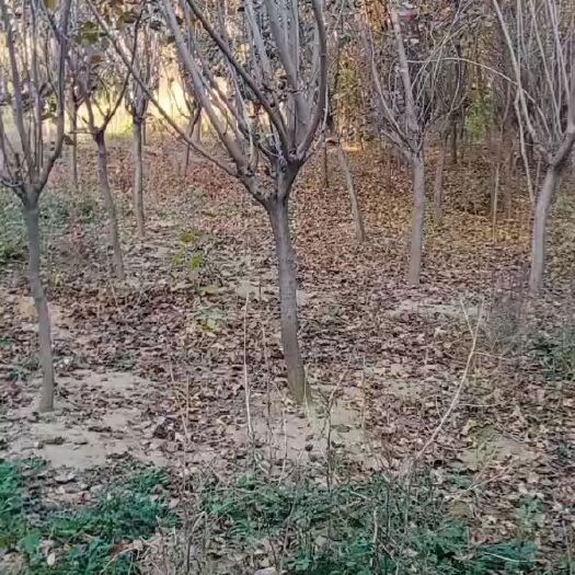 泰安 本基地大量有货出售各种规格黄栌6公分8公分10公分12公分等