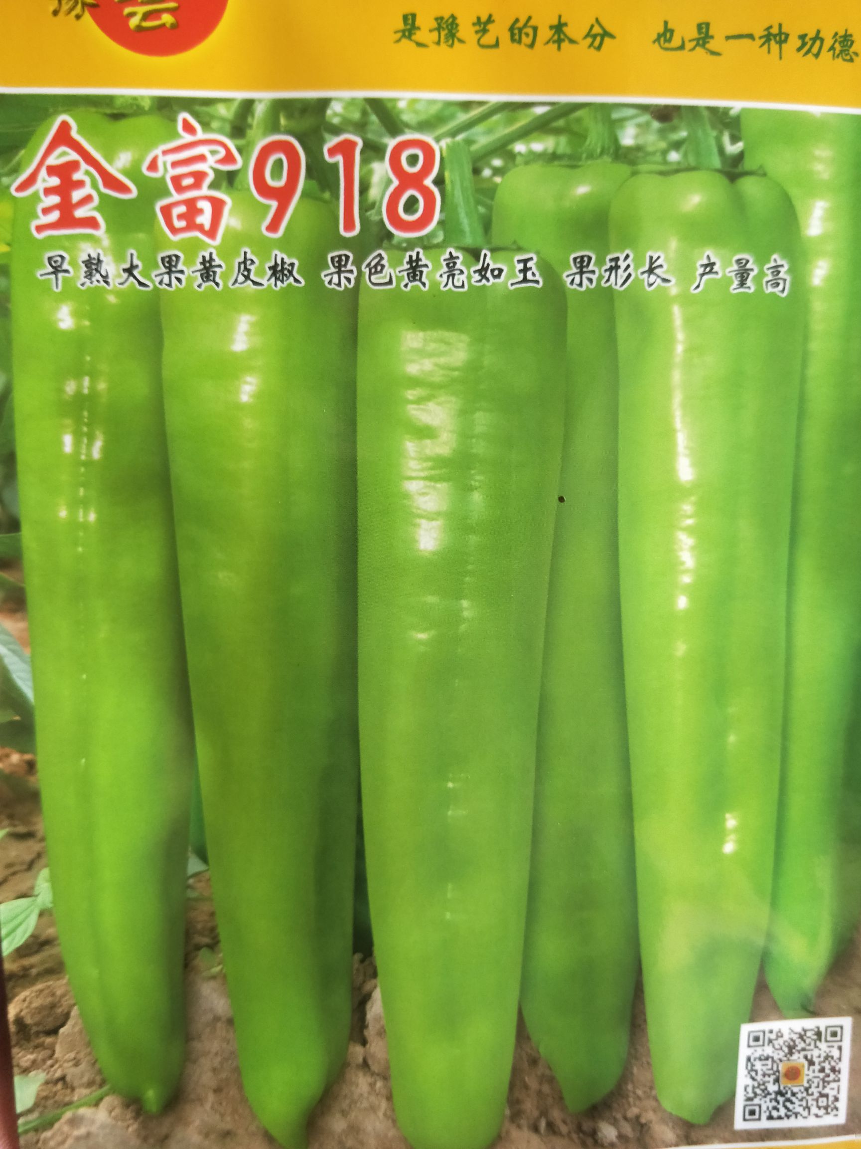 黄皮金富918 卖相好,日光温室大棚园区基地