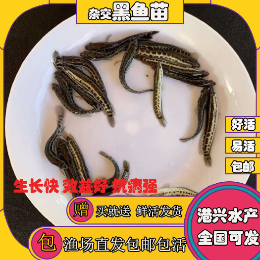 清远黑鱼苗  [优质品种]杂交生鱼苗 优惠批发 基地直销 品质保证