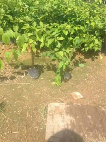 漳州 三角梅小苗三角梅袋苗三角梅杯苗三角梅工程苗勒杜鹃