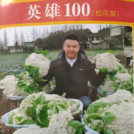 白面青梗松花菜种子  松花菜种子花菜种子菜花种子青梗松花菜种子青梗菜花种子白菜花种